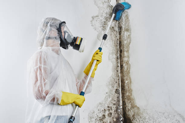 Best Mold Removal Company Near Me  in Spooner, WI