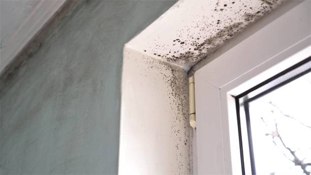 Best Attic Mold Removal  in Spooner, WI