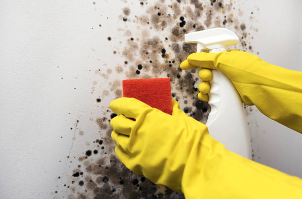 Best Professional Mold Removal  in Spooner, WI