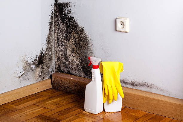 Best Office Mold Removal Services  in Spooner, WI