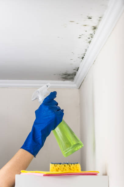 Attic Mold Removal in Spooner, WI